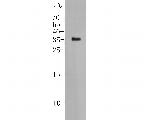 CD95 Antibody in Western Blot (WB)