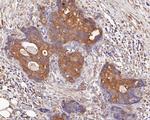 DNMT3A Antibody in Immunohistochemistry (Paraffin) (IHC (P))