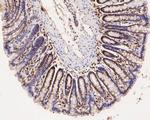 GATA3 Antibody in Immunohistochemistry (Paraffin) (IHC (P))
