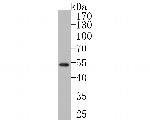 GATA3 Antibody in Western Blot (WB)