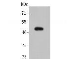 MSR1 Antibody in Western Blot (WB)