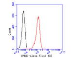 CPEB1 Antibody in Flow Cytometry (Flow)