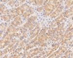 CPEB1 Antibody in Immunohistochemistry (Paraffin) (IHC (P))