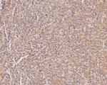 MFF Antibody in Immunohistochemistry (Paraffin) (IHC (P))