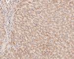 MFF Antibody in Immunohistochemistry (Paraffin) (IHC (P))