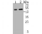 MFF Antibody in Western Blot (WB)