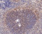 CD180 Antibody in Immunohistochemistry (Paraffin) (IHC (P))