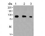 CD180 Antibody in Western Blot (WB)