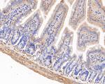 SAP97 Antibody in Immunohistochemistry (Paraffin) (IHC (P))