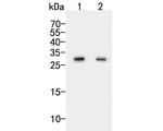 CLIC2 Antibody in Western Blot (WB)