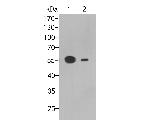 FCGRT Antibody in Western Blot (WB)