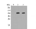 Phospho-P38 (Thr180, Tyr182) Antibody in Western Blot (WB)