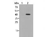 Phospho-P38 (Thr180, Tyr182) Antibody in Western Blot (WB)