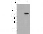 Phospho-P38 (Thr180, Tyr182) Antibody in Western Blot (WB)
