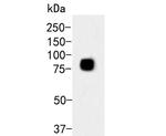 Transferrin Antibody in Western Blot (WB)