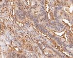 PSMA5 Antibody in Immunohistochemistry (Paraffin) (IHC (P))