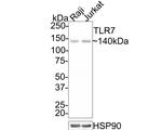 TLR7 Antibody in Western Blot (WB)