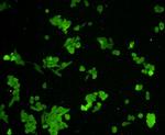 HSP27 Antibody in Immunocytochemistry (ICC/IF)