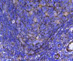 HSP27 Antibody in Immunohistochemistry (Paraffin) (IHC (P))