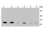 HSP27 Antibody in Western Blot (WB)