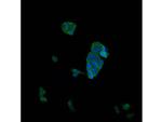 CD31 Antibody in Immunocytochemistry (ICC/IF)