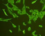 CD31 Antibody in Immunocytochemistry (ICC/IF)