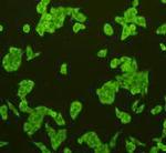 CD31 Antibody in Immunocytochemistry (ICC/IF)