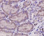 CD31 Antibody in Immunohistochemistry (Paraffin) (IHC (P))