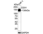CD31 Antibody in Western Blot (WB)