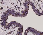 GRP78 Antibody in Immunohistochemistry (Paraffin) (IHC (P))