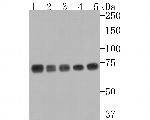 GRP78 Antibody in Western Blot (WB)