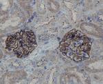 ZO1 Antibody in Immunohistochemistry (Paraffin) (IHC (P))