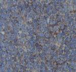 ZO1 Antibody in Immunohistochemistry (Paraffin) (IHC (P))