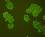 AFP Antibody in Immunocytochemistry (ICC/IF)