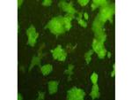 AFP Antibody in Immunocytochemistry (ICC/IF)