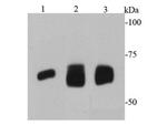 AFP Antibody in Western Blot (WB)