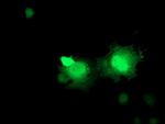 ERAS Antibody in Immunocytochemistry (ICC/IF)