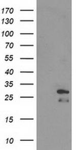 ERAS Antibody in Western Blot (WB)