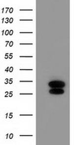 ERAS Antibody in Western Blot (WB)