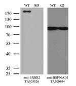 ERBB2 Antibody