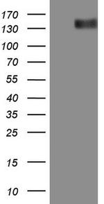 ERBB3 Antibody in Western Blot (WB)