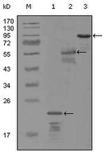 ErbB3 Antibody in Western Blot (WB)