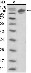 ErbB3 Antibody in Western Blot (WB)