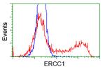 ERCC1 Antibody in Flow Cytometry (Flow)
