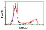 ERCC1 Antibody in Flow Cytometry (Flow)