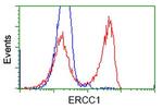 ERCC1 Antibody in Flow Cytometry (Flow)