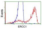 ERCC1 Antibody in Flow Cytometry (Flow)