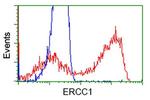 ERCC1 Antibody in Flow Cytometry (Flow)