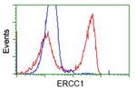 ERCC1 Antibody in Flow Cytometry (Flow)