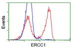 ERCC1 Antibody in Flow Cytometry (Flow)